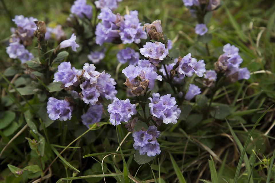 Strobilanthes kunthiana eFlora of India