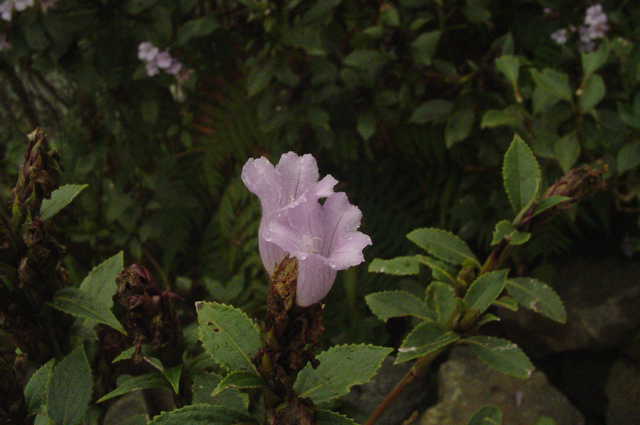 Strobilanthes kunthiana eFlora of India