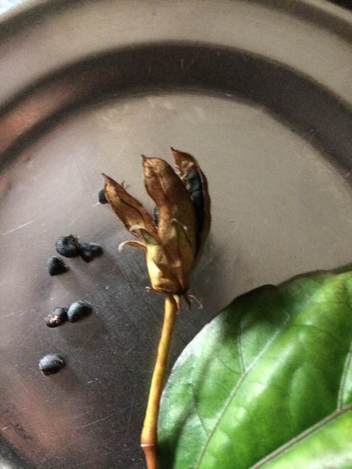 Hibiscus species Seeds eFlora of India