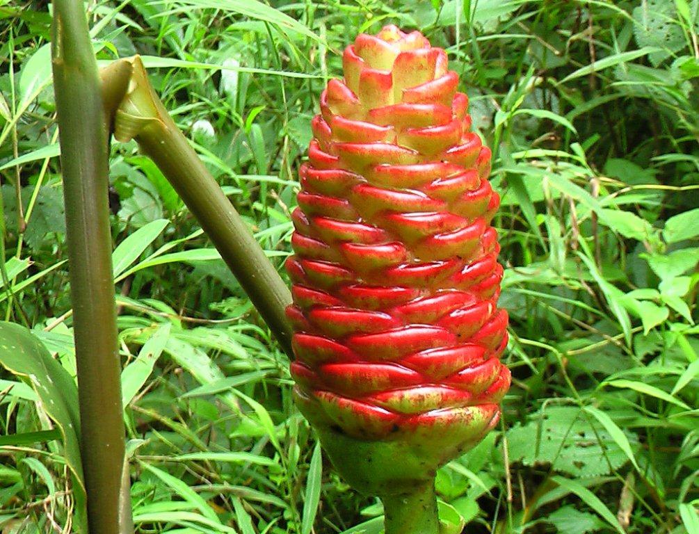 Zingiber zerumbet eFlora of India