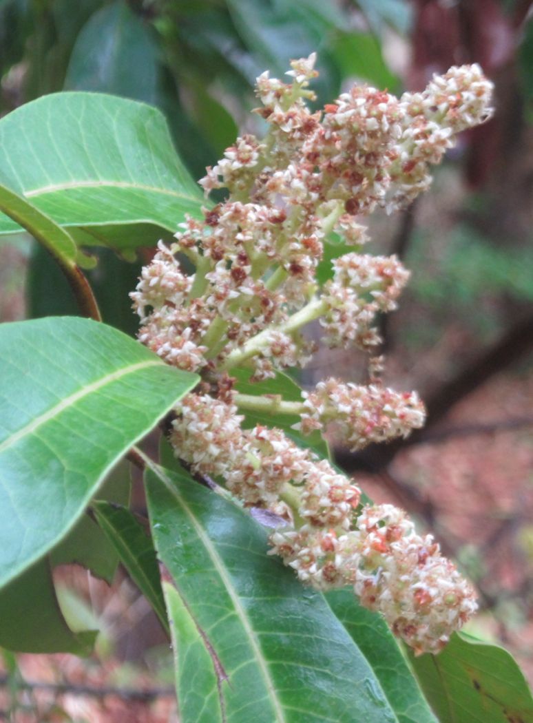 Mangifera indica eFlora of India