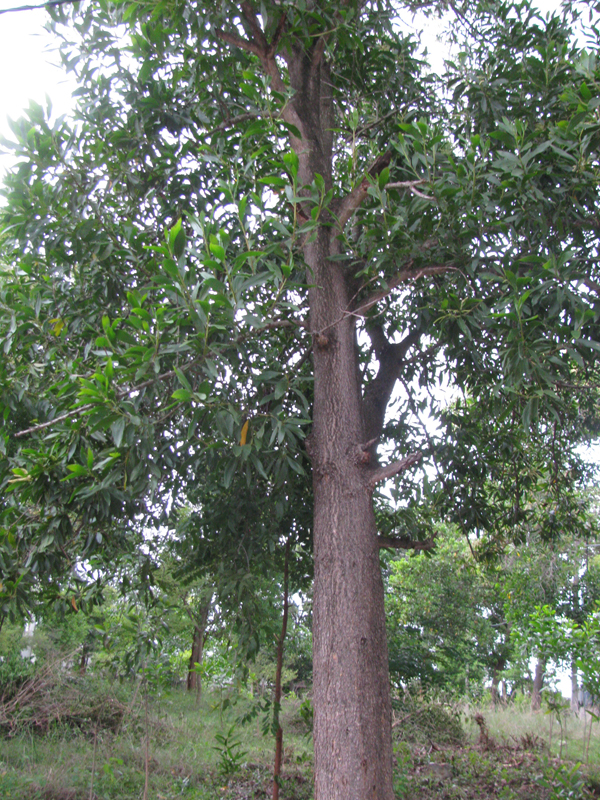 Acacia mangium eFlora of India