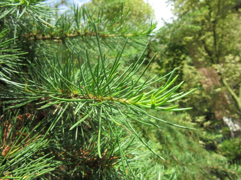 Pinus species ? New Jersey, USA eFlora of India