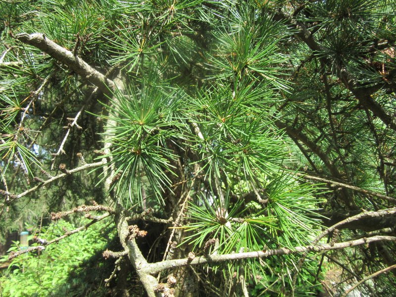 Pinus species ? New Jersey, USA eFlora of India