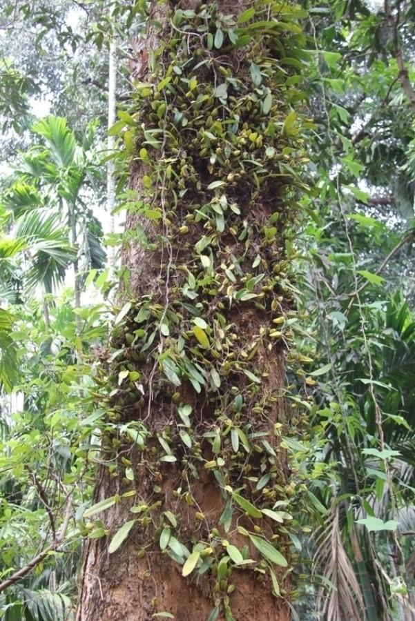Bulbophyllum species Goa eFlora of India