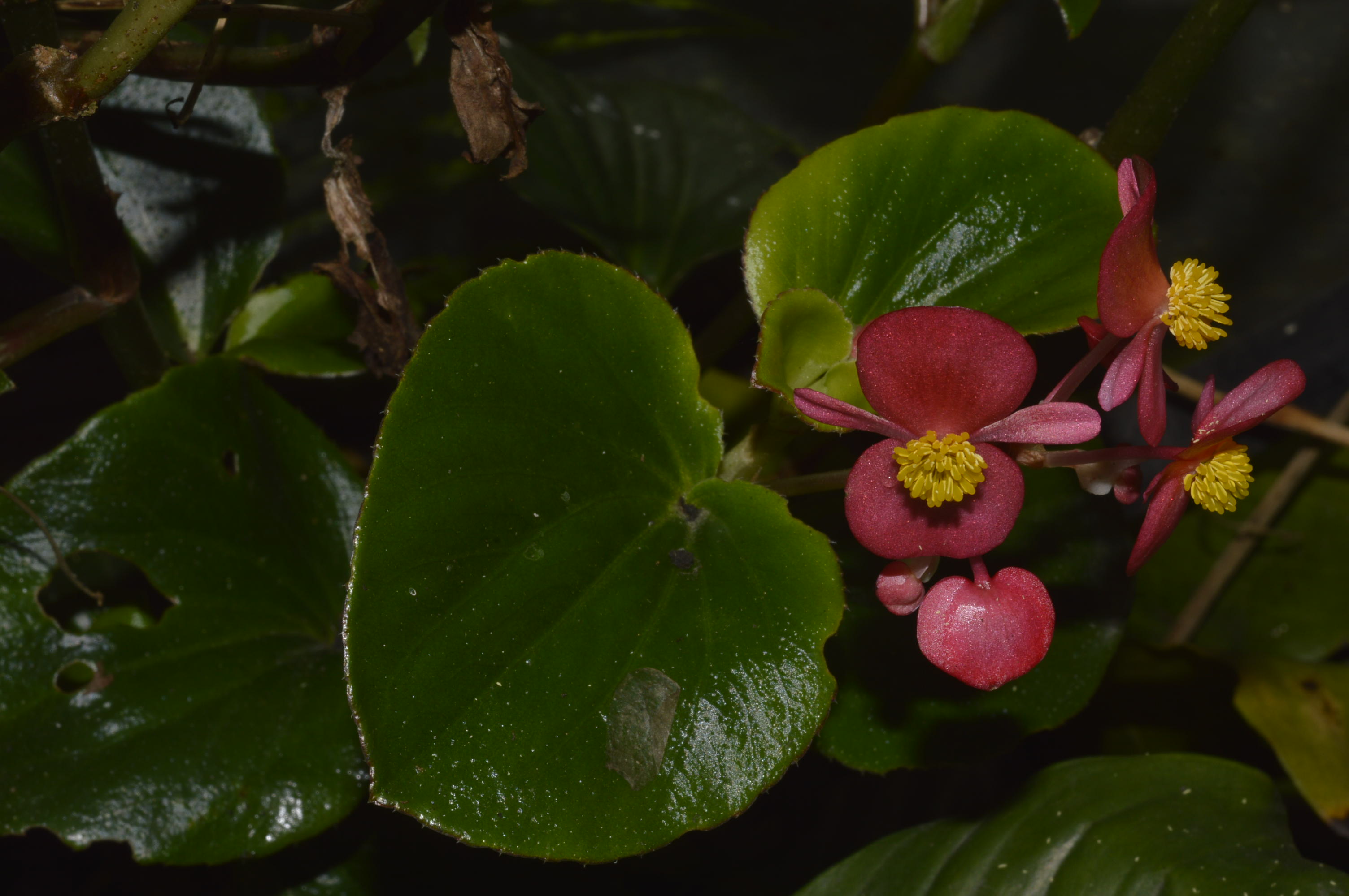 Begonia cucullata eFlora of India