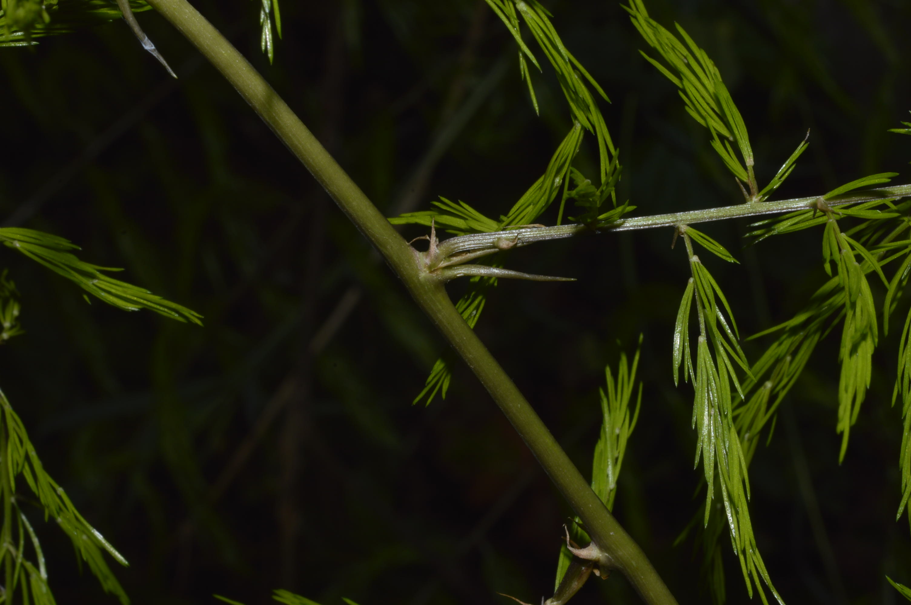 Asparagus officinalis ? eFlora of India