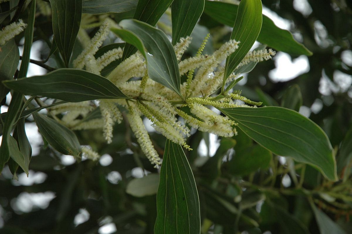 Acacia mangium eFlora of India