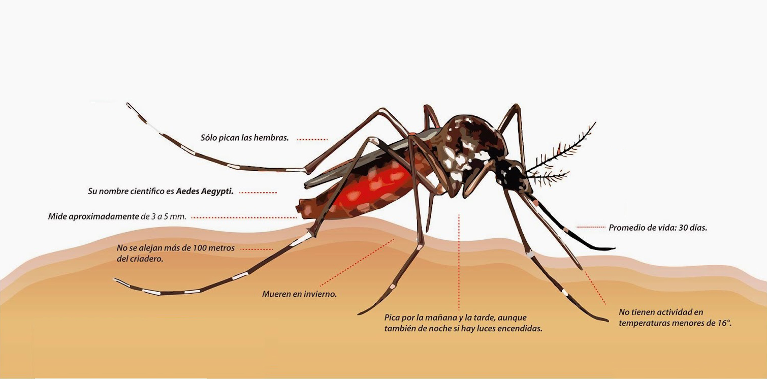 ¿Qué es el Dengue?