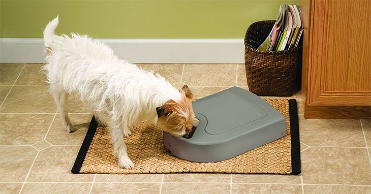 Best Automatic Cat Feeder Reviews Update 2018 Buyer S Guide