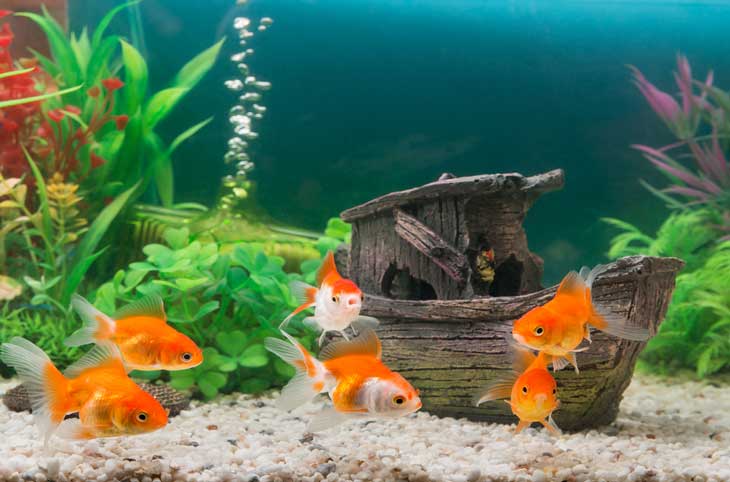 How Often To Feed Goldfish - Everything For Pets!