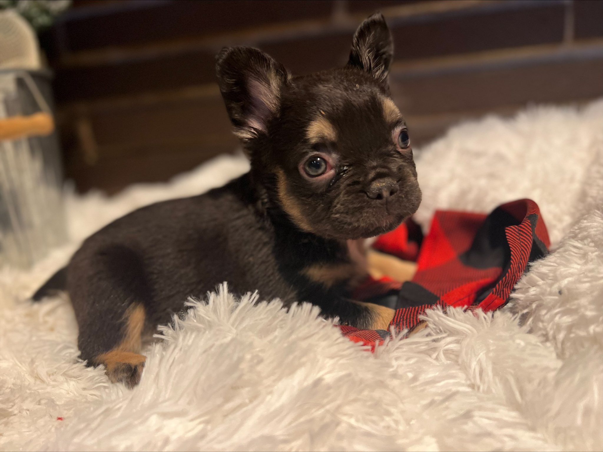 Exotic Frenchies for Sale Beverly Hills California