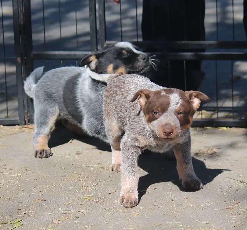 Miniature Blue Heeler Puppies, Mini Heeler Puppies For Sale