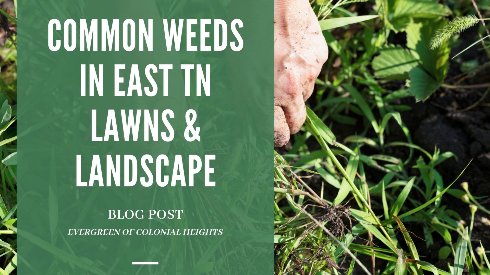 Common East TN Lawn & Landscape Weeds Evergreen of Colonial Heights