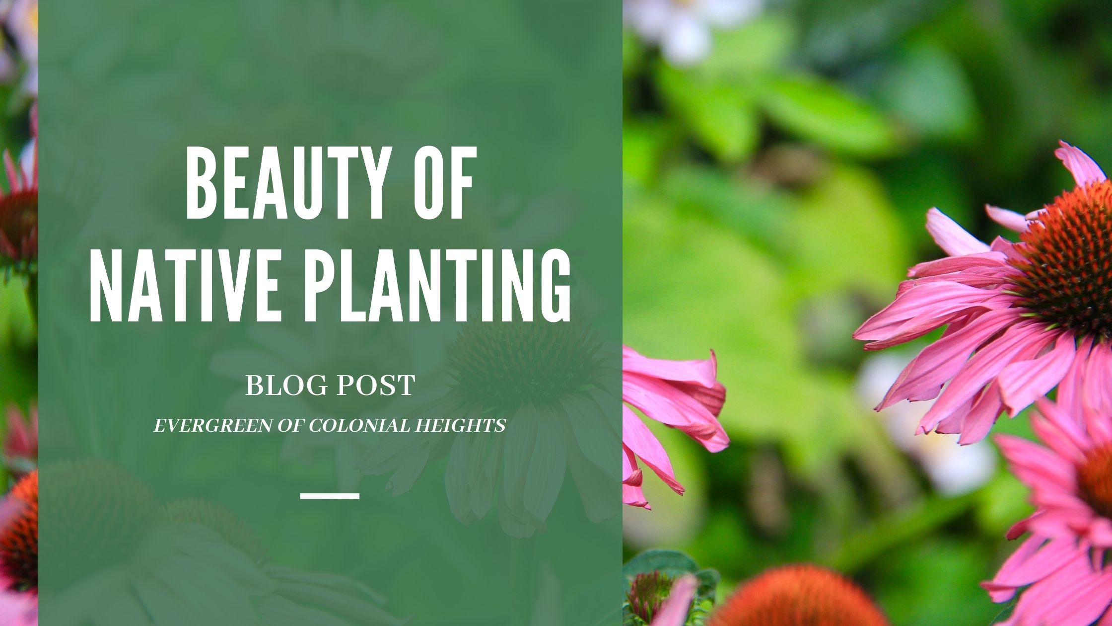 Beauty of Native Planting Evergreen of Colonial Heights