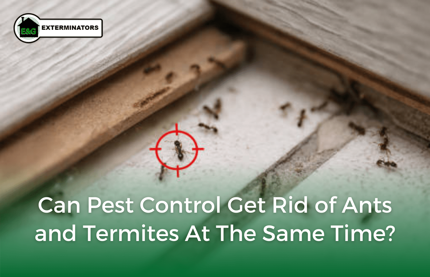Can Pest Control Get Rid of Ants and Termites at the Same Time? E&G