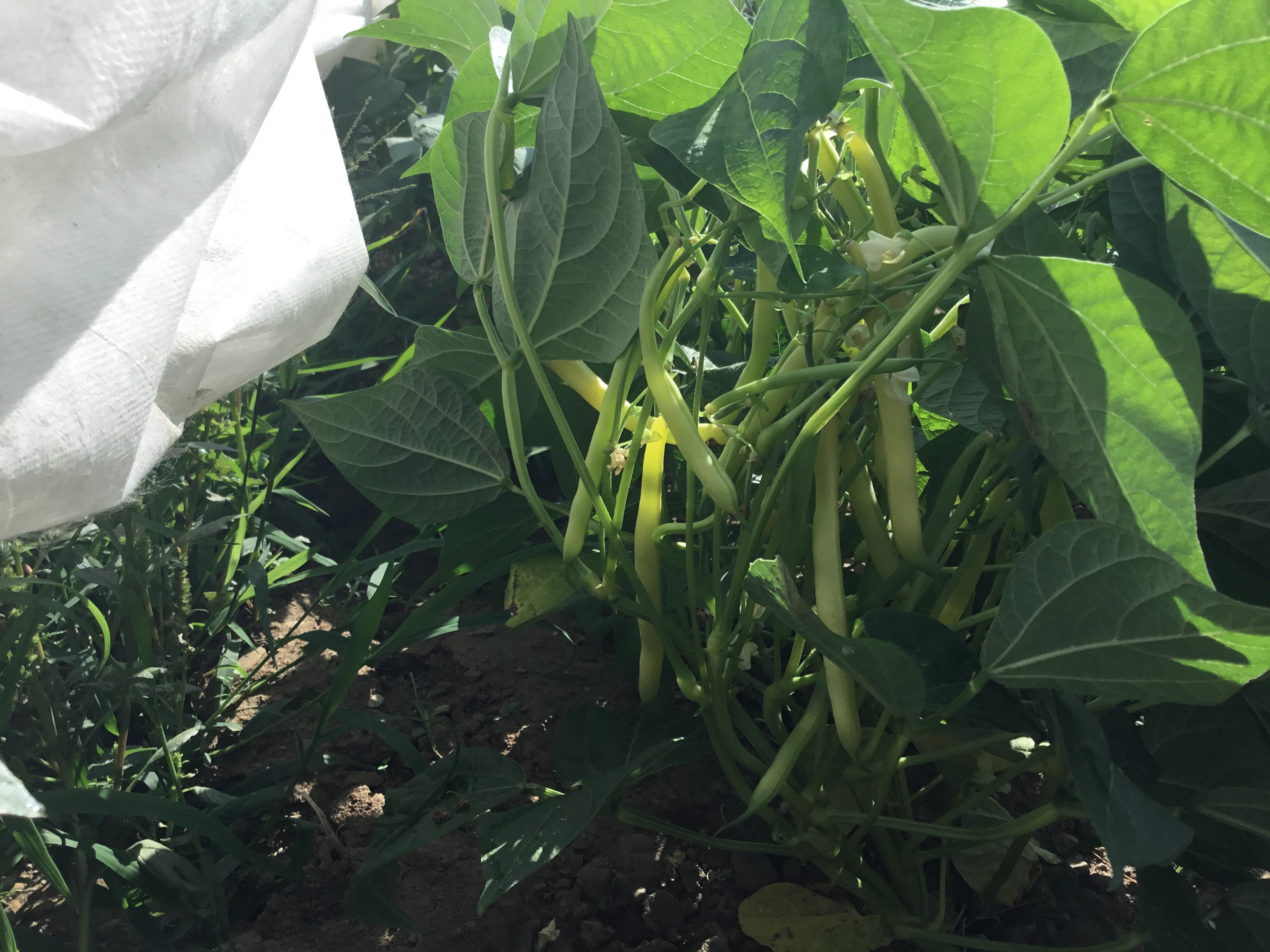 yellow beans Ever Green Farm CSA