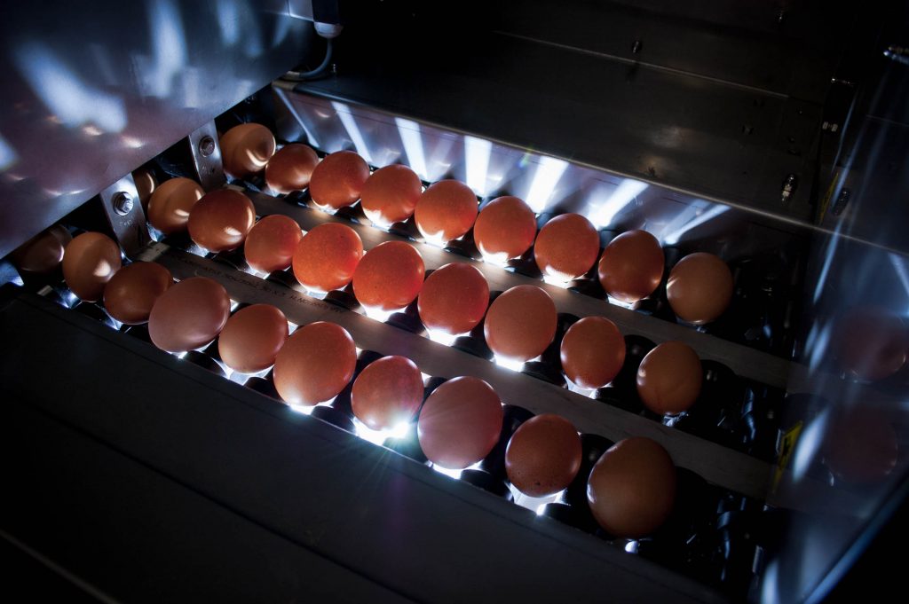 Used Egggraders & farmpackers —