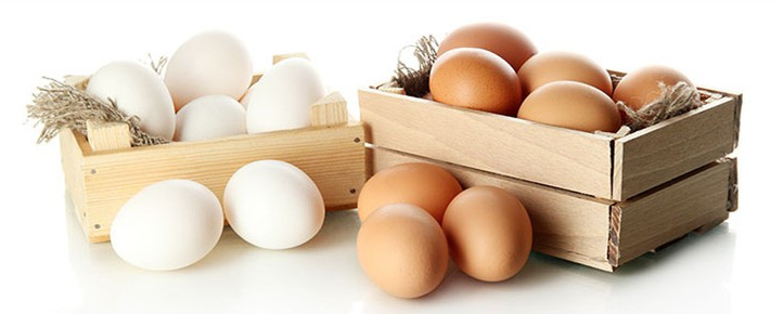 Reliable Egg Processing Machine Supplier