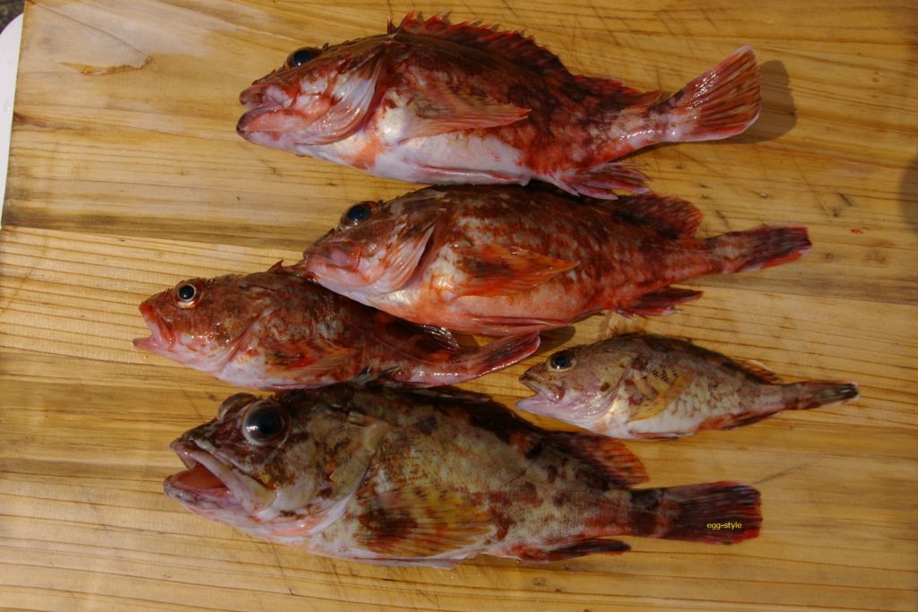 ガシラ釣り ボート釣りでの仕掛け サオ リール エサ
