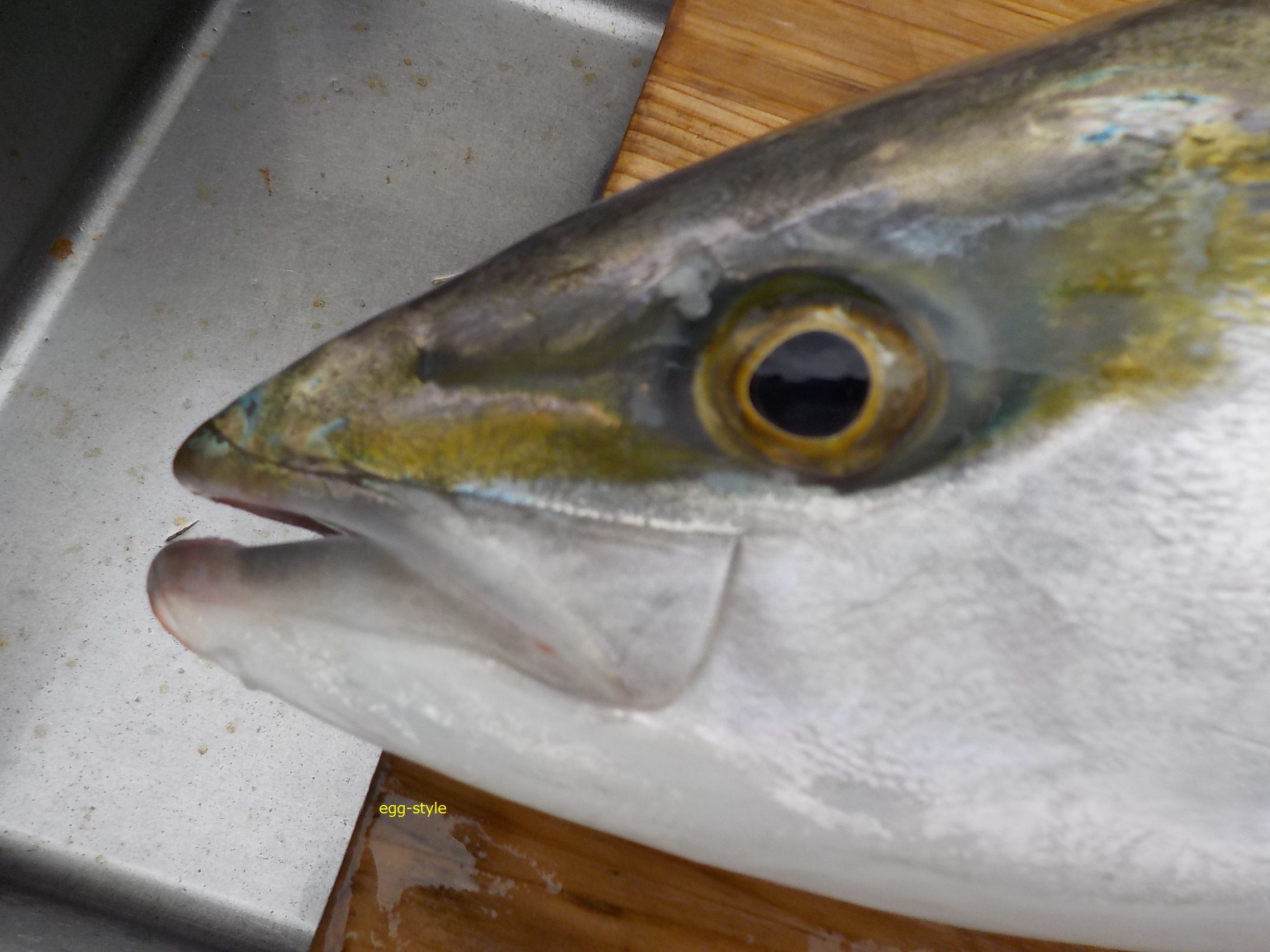 明石沖のボート釣り、アジの泳がせ釣りでブリとマルアジを狙う。
