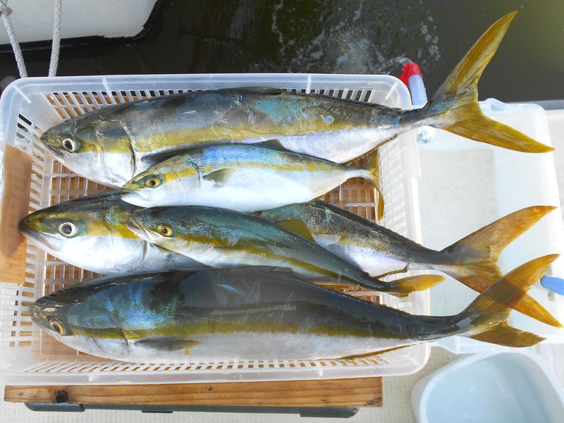 出世魚は、成長過程でで呼び名がサイズで変わる