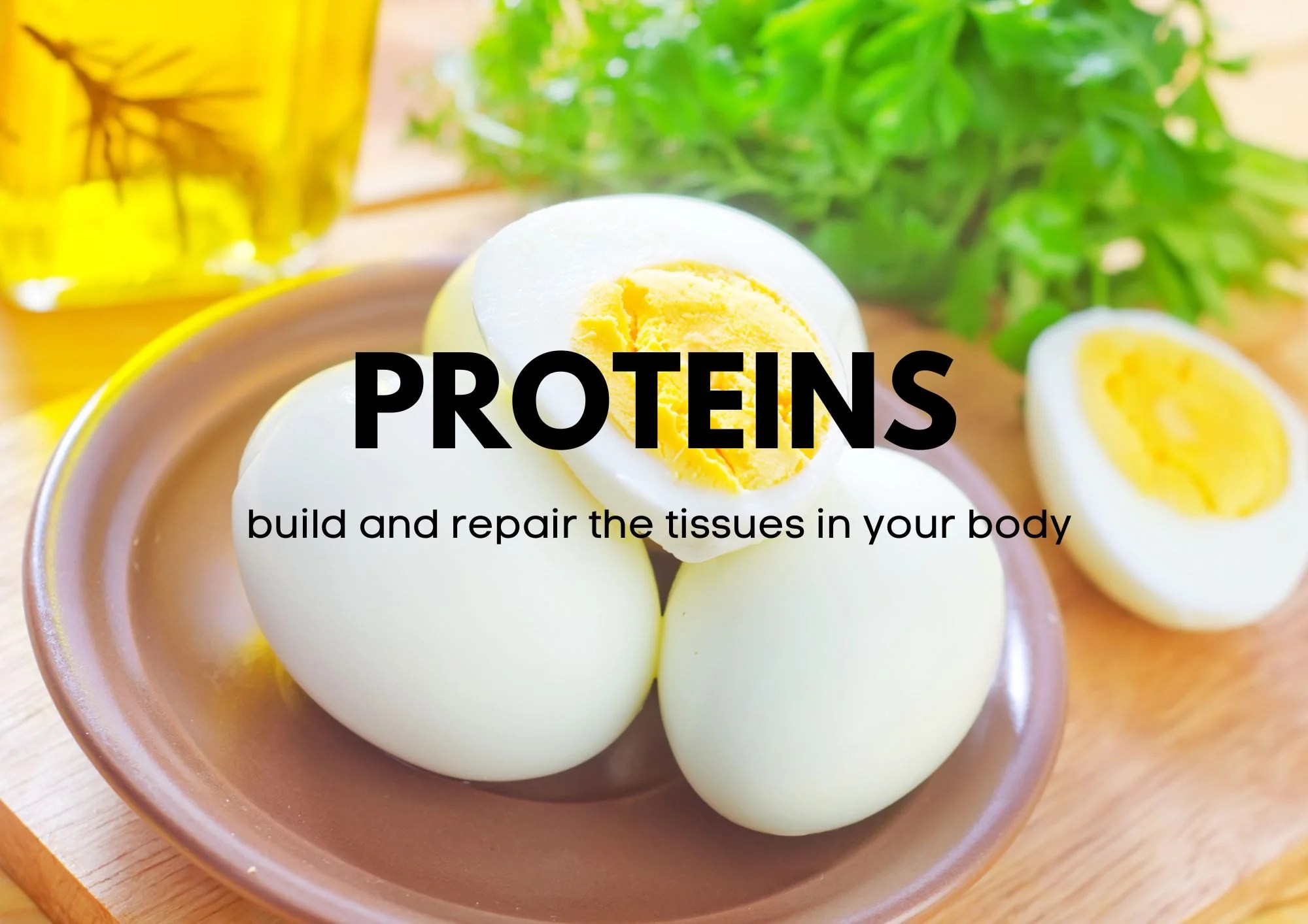 How Much Protein Per Day? Full Guide Egghead Nutrition
