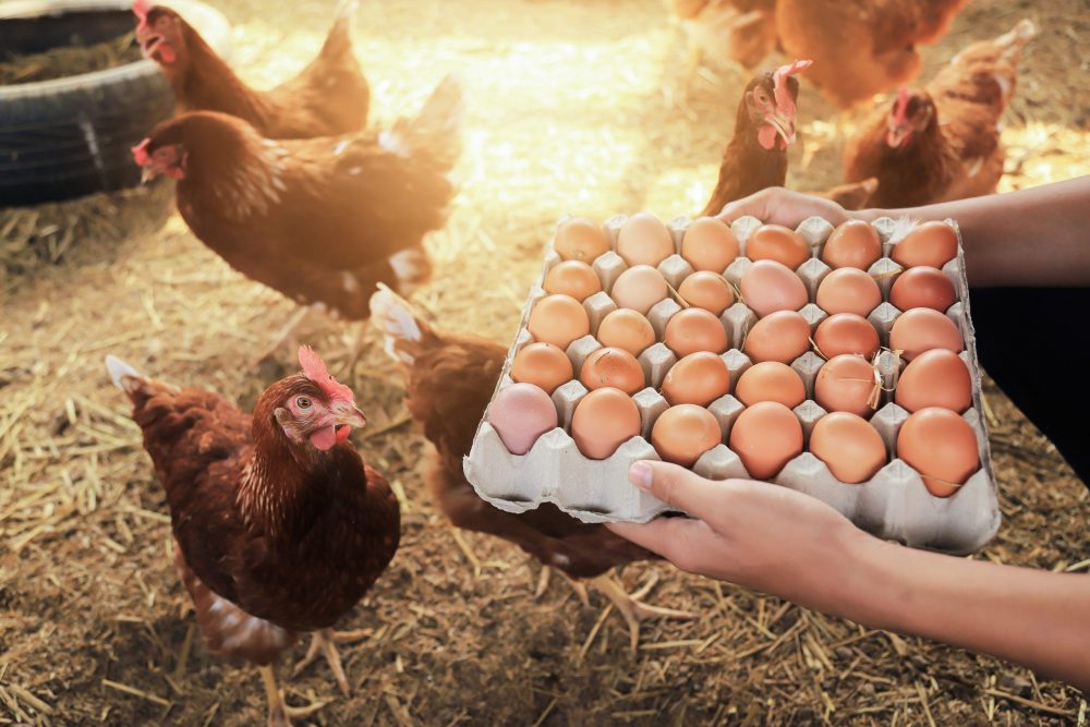 FREE RANGE eggs SIZE 6 FREE RANGE EGG DELIVERY Auckland