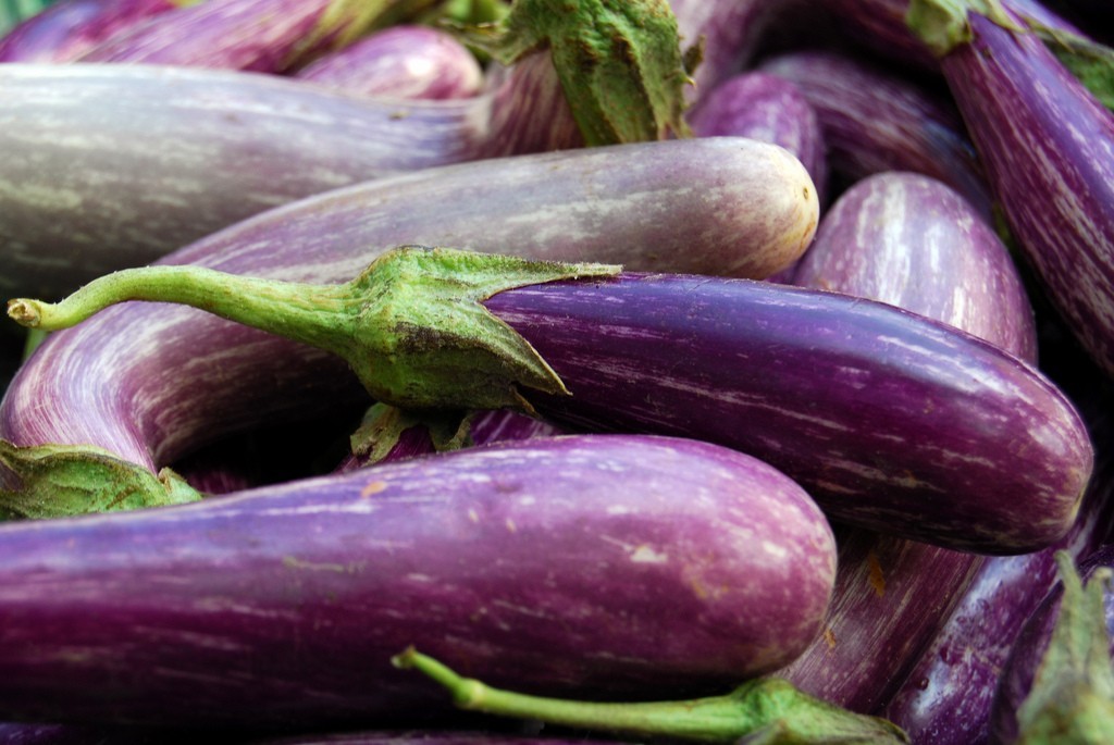HISTORY OF EGGPLANT EGGPLANT DIARY