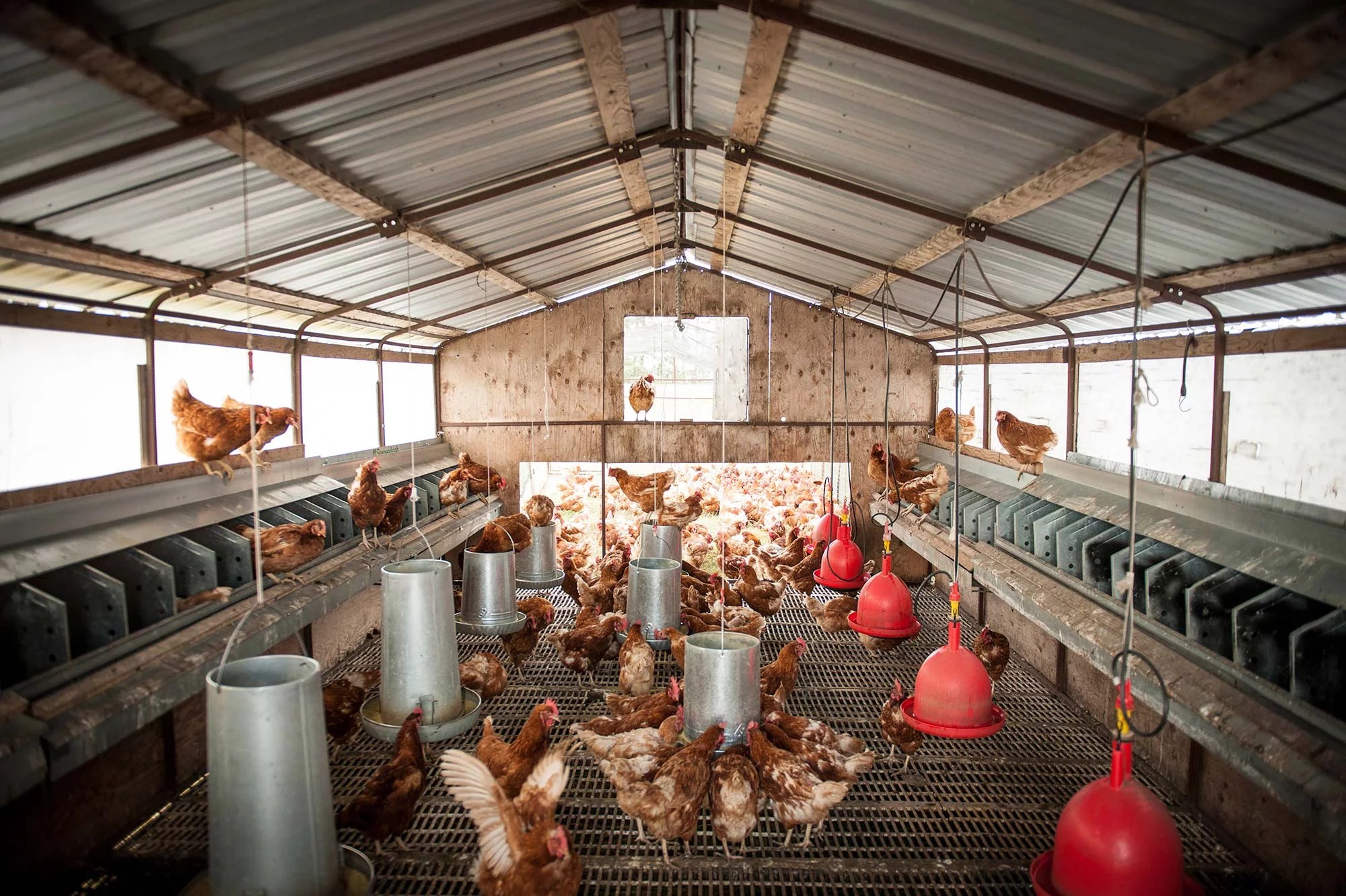 FreeRange Housing Egg Farmers of Alberta