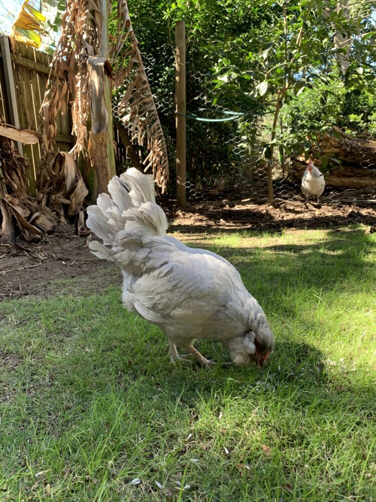Easter Egger Laying Hen Pair