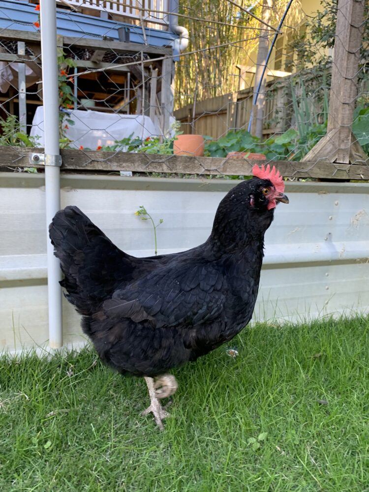 Easter Egger Laying Hen Pair