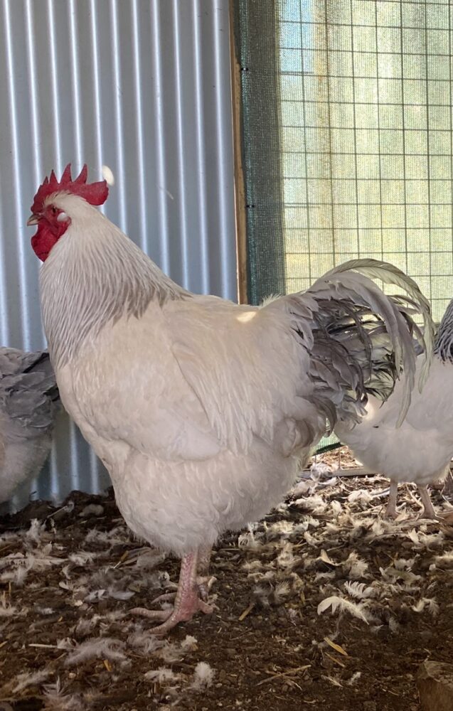 Sussex Chicks 🐣🐣🐣