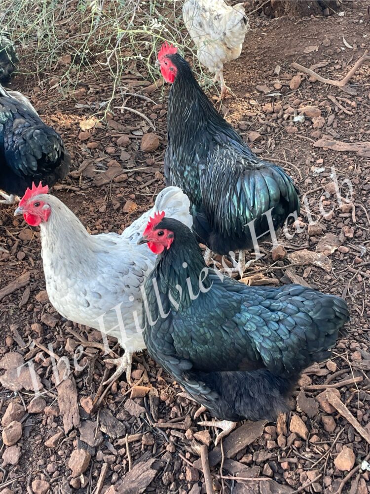 Fertile Australorp Eggs 🥚 Splash, Blue, Black