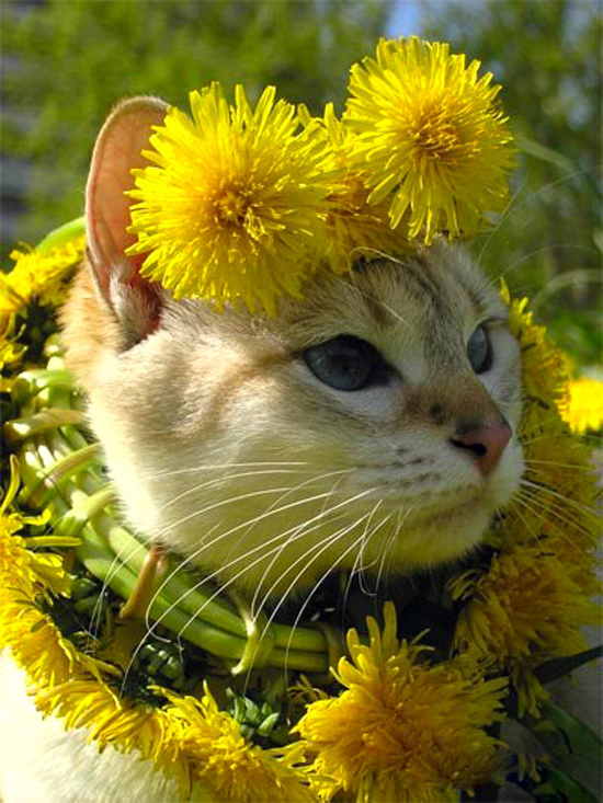 Cats love flowers