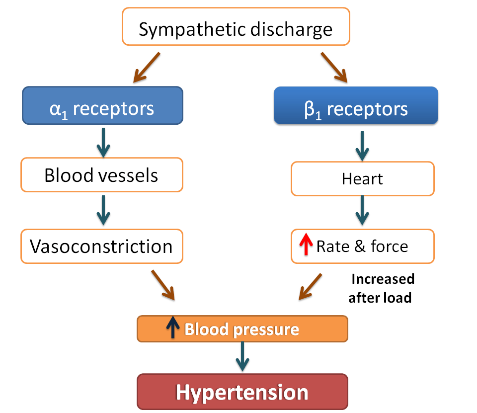 Beta blockers A central role in cardiac disorders