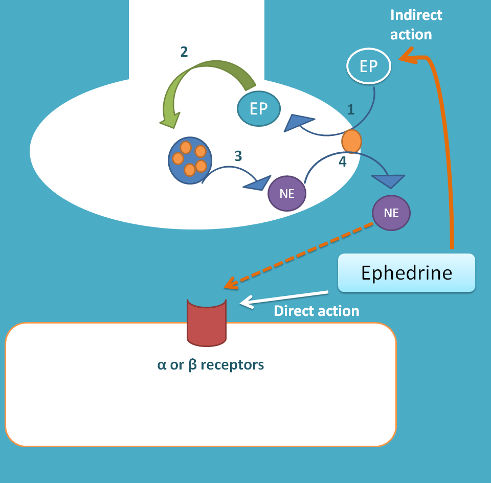 Mixed acting adrenergic agonists