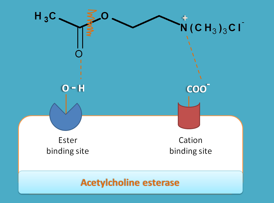 Mechanism of indirectly acting cholinergic agents
