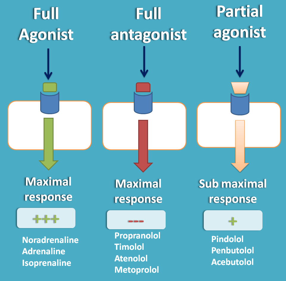 Beta blockers with additional actions