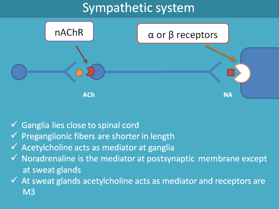 Neurotransmitters in ANS