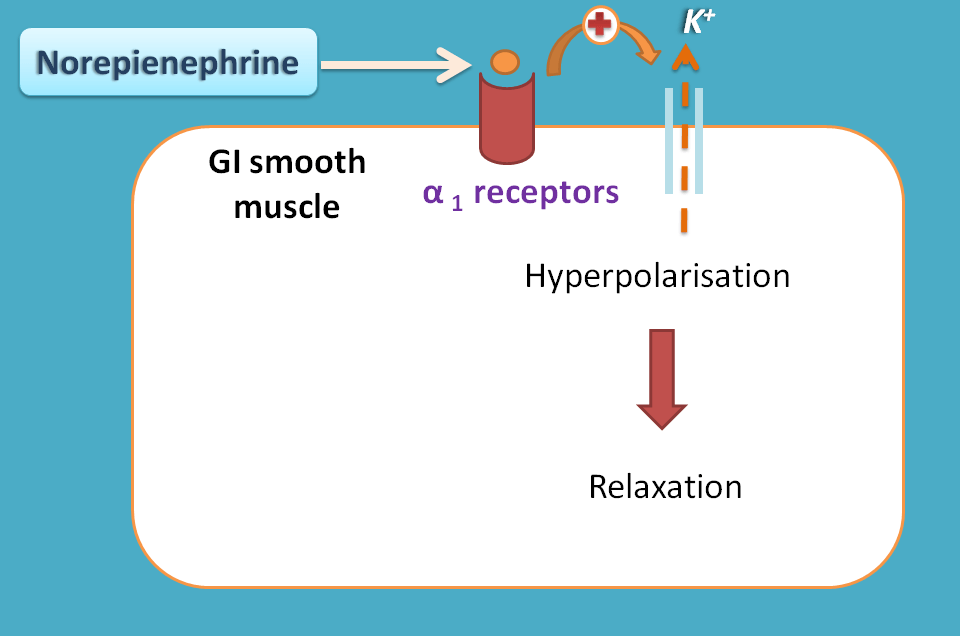Adrenergic receptors