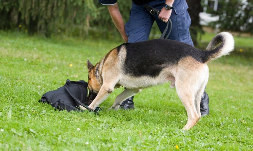 How to a K9 Dog Handler in the Army Garmont Tactical