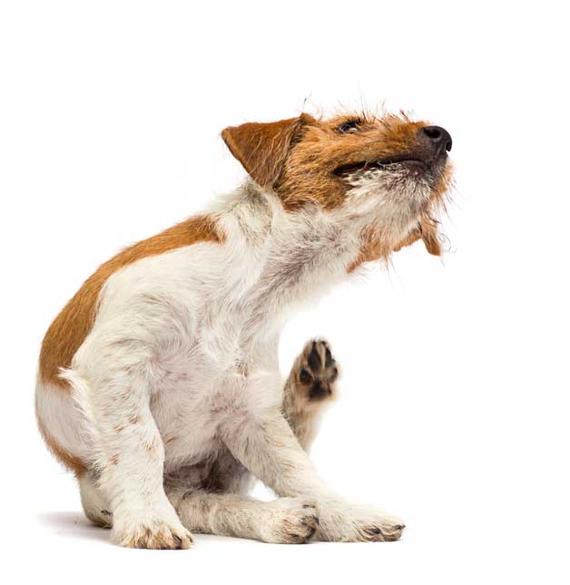 Itching in dogs causes and remedies