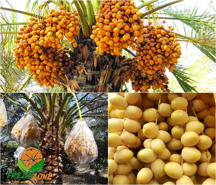 Fresh Dates Fresh Zone Delish Dates from Egyptian Desert