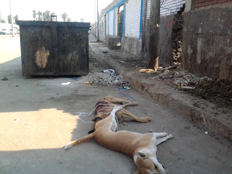 Stop Killing Egypt’s Animals Egyptian Streets