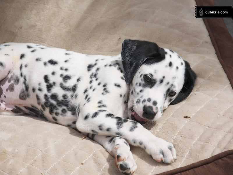 Pets For Sale In Egypt Gegu Pet