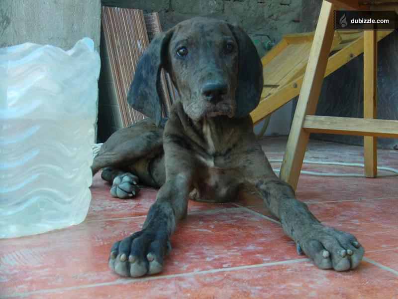 14 Dogs Egyptians Love The Most Egyptian Streets