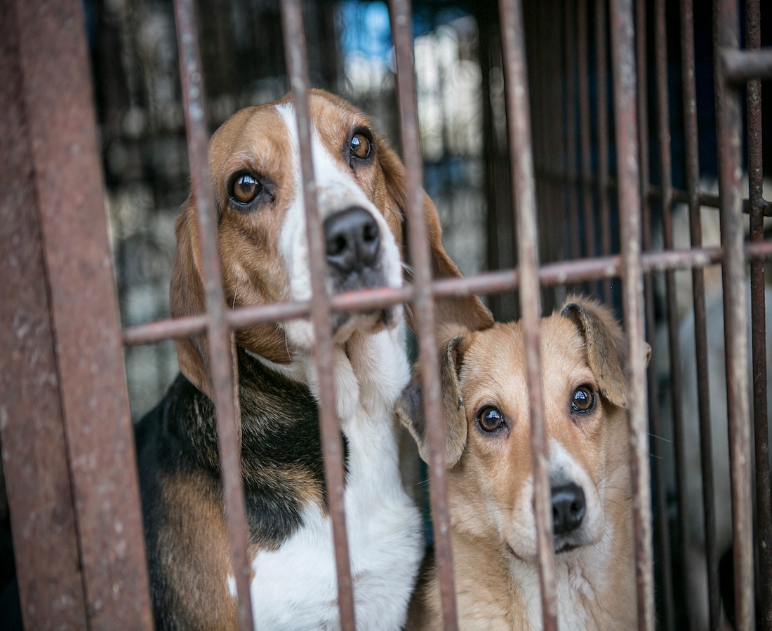 This Cairo Dog Shelter Is Hosting a Thrift Shopping Bazaar to Rescue