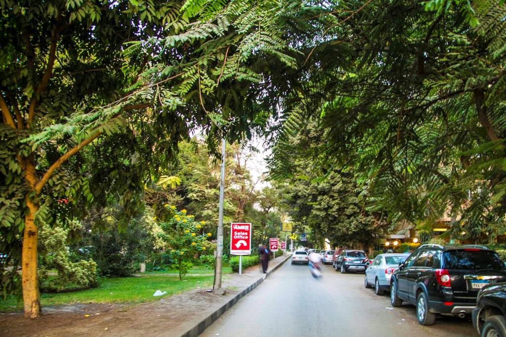 ‘We Can’t Lose More Trees’ Egypt’s Maadi Road Project Sparks Uproar