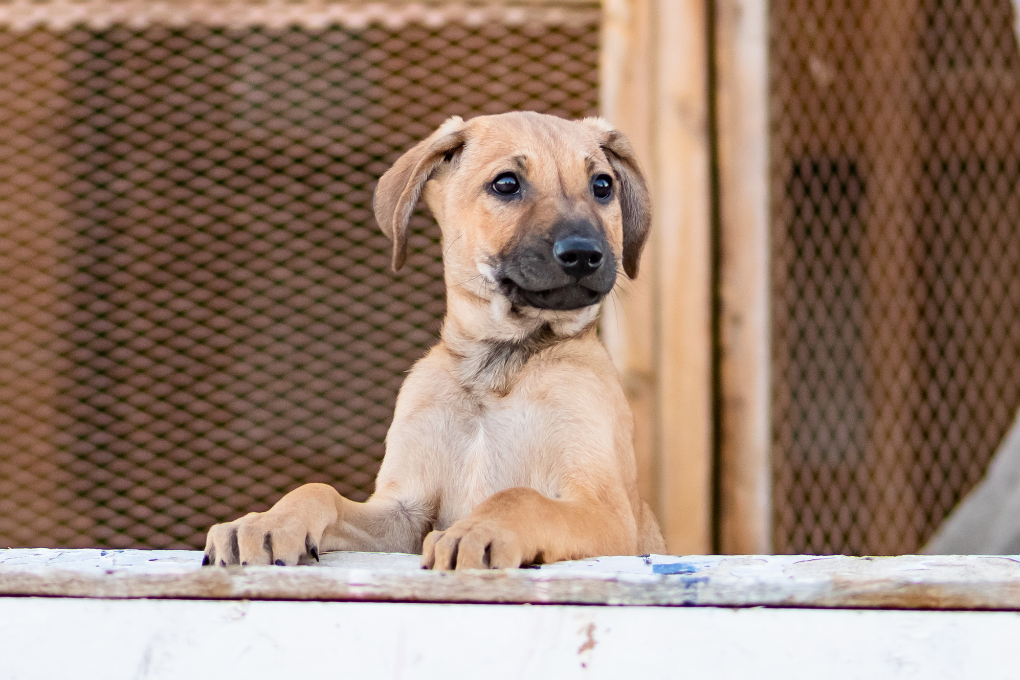 New Animal Adoption site Launches in Egypt Egyptian Streets